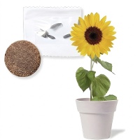 Biologisch abbaubarer Blumentopf mit Sonnenblumensamen