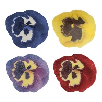 Stiefmütterchen-Waferblumen in verschiedenen Farben, 5 cm - FunCakes - 30 Stück