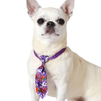 Halloween-Kürbis-Krawatte für Haustiere