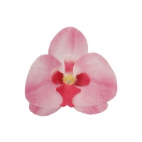 Orchideenblüten-Waffeln 8,5 x 7,5 cm - FunCakes - 10 Stück