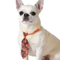 Halloween-Kürbiskrawatte für Haustiere